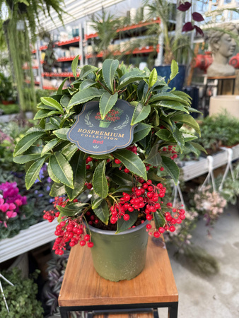 ARDISIA CZERWONA P14