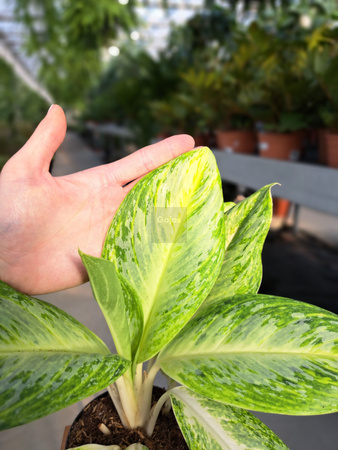 AGLAONEMA CITRONELLE P12