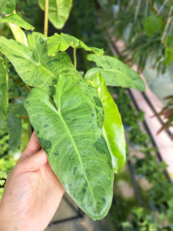 PHILODENDRON PARADISO VERDE P10,5