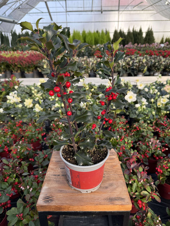 OSTROKRZEW KOLCZASTY BLUE ANGEL P15