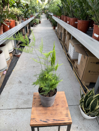 ASPARAGUS PLUMOSUS P12