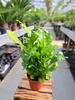 PAPROĆ ASPLENIUM NIDUS CUMPIO P12