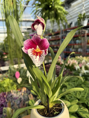 MILTONIOPSIS MIX P9