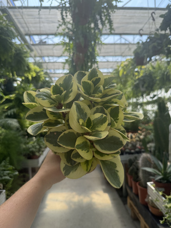 PEPEROMIA OBTIPAN BICOLOR P12