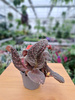 EPISCIA BRĄZOWA P6