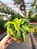 DRACENA FRAGRANS COMPACTA TORNADO P12