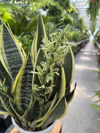 SANSEVIERIA FUTURA SUPERBA P22