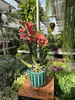 PHALENOPSIS ANTHURA BOLZANO P9