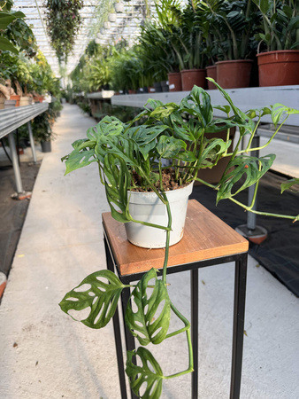 MONSTERA ACUMINATA P13