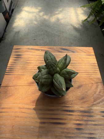 SANSEVIERIA PYRAMID CROWN P6