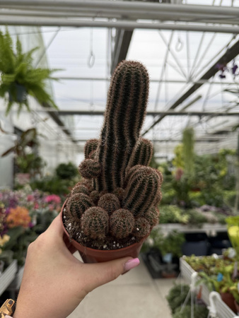 CACTUS CHAMAELOBIVIA P10