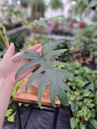 PHILODENDRON MAYOI P12