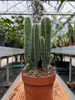 CEREUS PER. FLORIDA P12