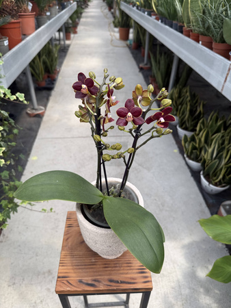 PHALENOPSIS LIMITED 48 P12