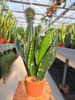 SANSEVIERIA WHITNEY P12