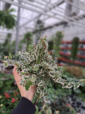 FICUS PUMILA BELLE SUNNY P12