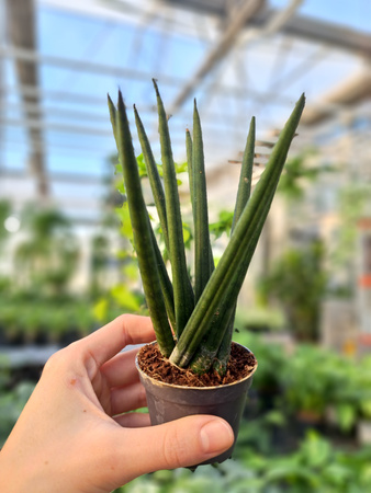 SANSEVIERIA CYLINDRICA SPAGHETTI P6