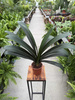 CLIVIA ORANGE P13