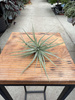 TILLANDSIA KATHY P10