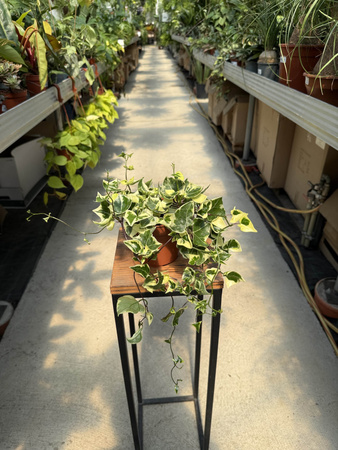 SENECIO VARIEGATUS P12