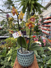 PHALENOPSIS LIMITED 10 P12