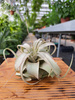 TILLANDSIA XEROGRAPHICA P8