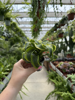 DRACENA TORNADO P6