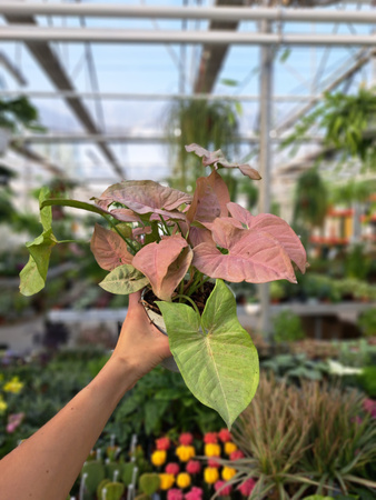 SYNGONIUM NEON ROBUSTA P13