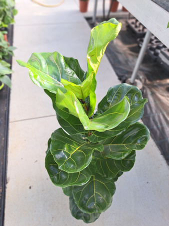 FICUS LYRATA P21