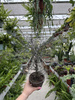 COROKIA COTONEASTER P12