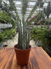 SENECIO STAPELIFORMIS P5,5