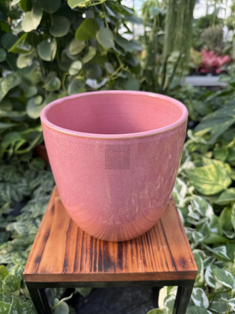 OSŁONKA PACIFIC RÓŻ P16