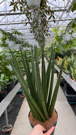 SANSEVIERIA CYLINDRICA SPAGHETTI P17