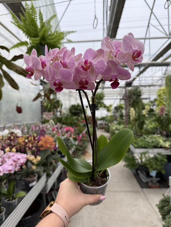 PHALENOPSIS LIMITED 02 P9