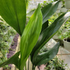 ASPIDISTRA