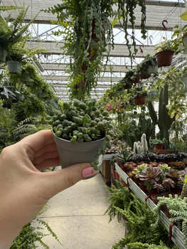 SENECIO ROWLEYA P6