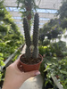 OPUNTIA DIADEMATA P8
