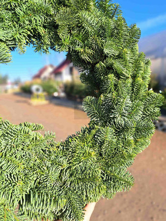 WIANEK NOBILIS 40 CM