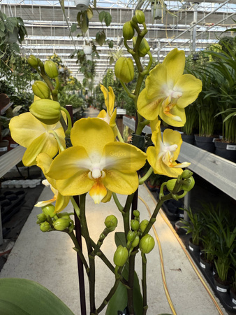 PHALENOPSIS LIMITED 16 P12