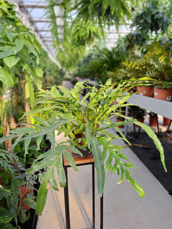 PAPROĆ AGLAORPHA CORONANS P17