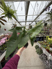 ALOCASIA ZEBRINA P14