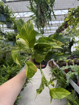 EPIPREMNUM HICOLOR P12