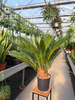 CYCAS P21