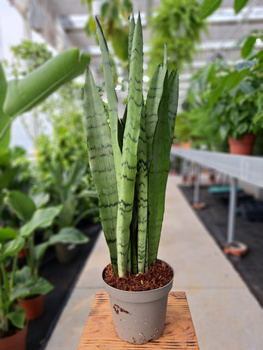 SANSEVIERIA SPEARMINT P14