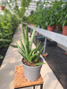 SANSEVIERIA ROYAL FAN P17