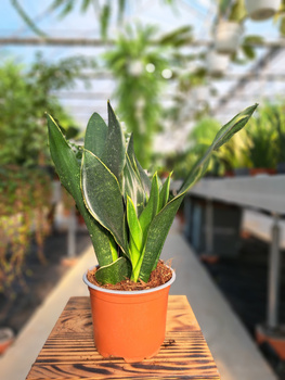 SANSEVIERIA BLACK DIAMOND P12