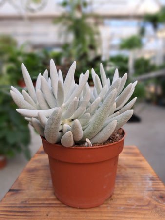 SENECIO MOUNT BLANC P10