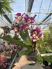 PHALENOPSIS MULTIFLORA TYPES RED SPIRIT RED P12