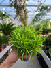 PEPEROMIA HAPPY BEAN P9