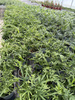 PAPROĆ PTERIS ROWERI P13